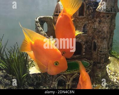 Grand poisson orange vif dans un aquarium. Arrière-plan naturel. Banque D'Images
