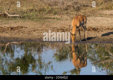 Adult male impala (Aepyceros melampus) drinking from a waterhole with reflection in Kruger National Park, South Africa Stock Photo