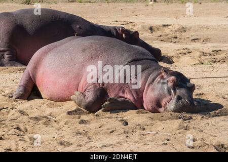 Hippopotame rose brûlé par le soleil dormant dans le sable d'une rive de rivière avec un petit oiseau à bec rouge dans le parc national Kruger, Afrique du Sud Banque D'Images