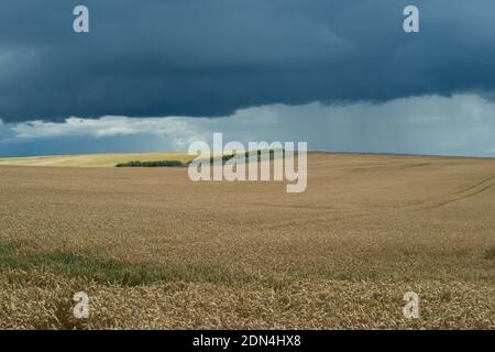 Vue panoramique sur les nuages de tempête qui s'amassent au-dessus des champs de blé avec pluie dans la distance Banque D'Images