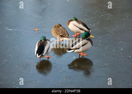 Groupe de trois canards colverts mâles et femelles debout sur la glace solide d'un lac gelé en plein soleil d'hiver Banque D'Images