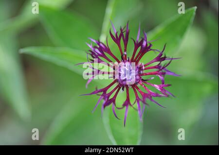 Centaurea montana Jordy fleurit dans un jardin en mai avec des fleurs violet foncé, presque noires Banque D'Images
