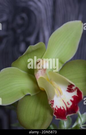 Fleur d'orchidée cymbidium. Sur fond de planches de pin noir. Gros plan. Banque D'Images