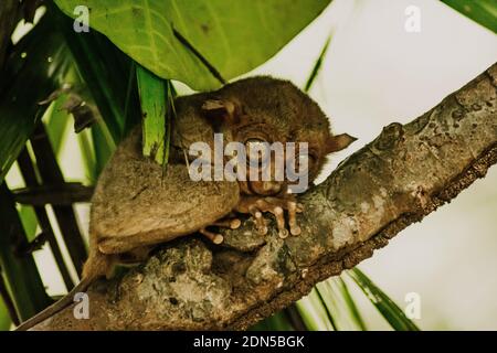 Singe Tarsier dans l'environnement naturel aux Philippines tenant sur à une branche Banque D'Images