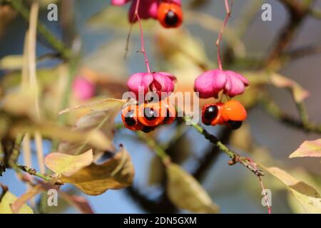 Fruit noir orange mûr d'Euonymus verrucosus avec parapluie rose sur fond de feuillage et ciel bleu dans la forêt, le jour d'automne ensoleillé. Banque D'Images