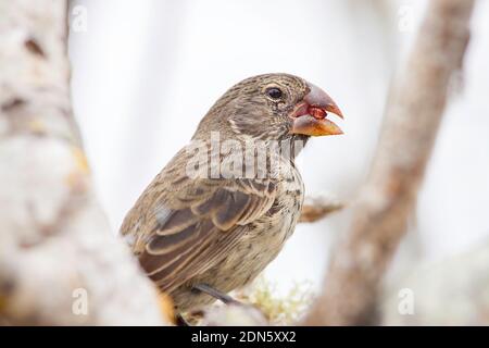 Le grand finch de terre, Geospiza magirostris, est l'une des finches de Darwin et est endémique aux îles Galapagos, un si classé au patrimoine mondial naturel de l'UNESCO Banque D'Images