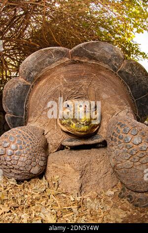 The Gal‡pagos tortoise, Chelonoidis nigra, are the largest living species of tortoise that can grow up to 880 pounds and reach more than 6 feet long. Stock Photo