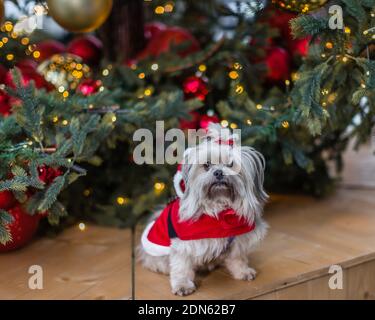 Portrait d'un petit chien mignon vêtu d'un costume de père noël. Banque D'Images