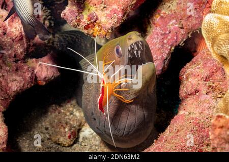 Une crevette plus propre, Lysmata amboinensis, inspecte les dents d'une anguille de moray non ondulée, Gymnothorax undulatus, Hawaii. Banque D'Images