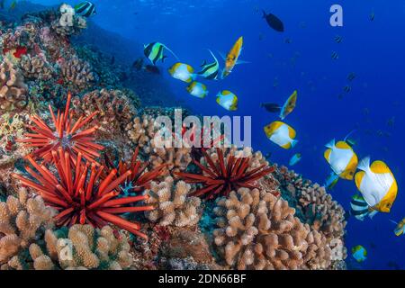 L'ardoise crayon urchines de mer, Heterocentrotus mamillatus, colorent le premier plan de cette scène de récif hawaïen avec le butterflyfish de la pyramide, Hemitaurichthys po Banque D'Images