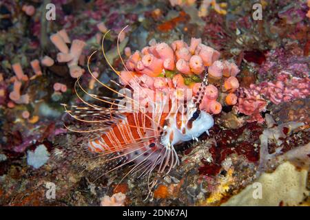 Les épines toxiques de cette lionfish à pois, Pterois antennata, doivent être évitées, Philippines. Banque D'Images