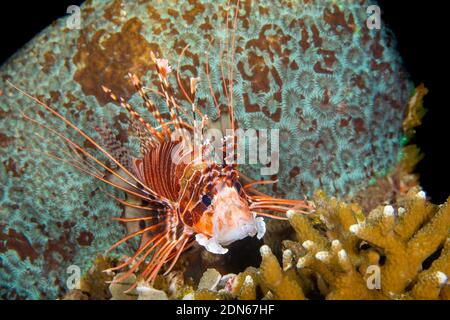 Les épines toxiques de cette lionfish à pois, Pterois antennata, doivent être évitées, Philippines. Banque D'Images