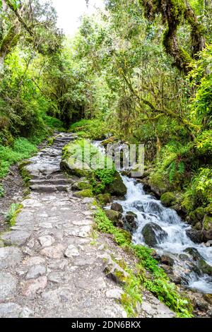 Escaliers en pierre, chemin et ruisseau à travers le jugle le long de l'Inca Trail à Machu Picchu, Vallée Sacrée, Pérou Banque D'Images