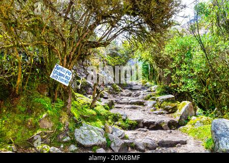 Escaliers en pierre et chemin à travers le jugle le long de la piste de l'Inca jusqu'à Machu Picchu, Vallée Sacrée, Pérou Banque D'Images