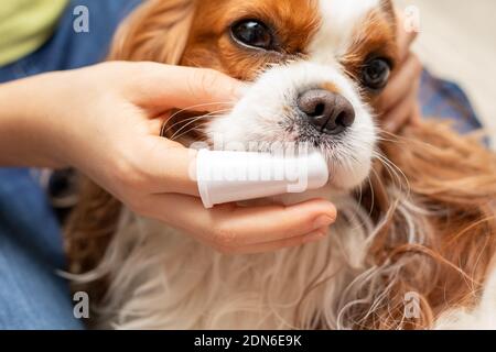 Maison nettoyage des dents chien mignon cavalier King Charles Spaniel. Prendre soin de l'animal. Gros plan Banque D'Images