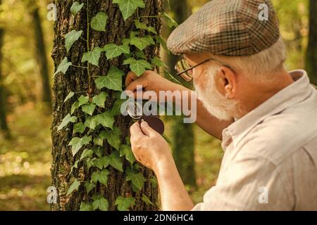 Explorez la nature. Retraité avec loupe pour explorer la forêt d'automne jour. Le botaniste examine les plantes. Ancien homme scientifique. Grand-père barbu en forêt. Curiosité à la botanique. Détective picky dans la forêt. Banque D'Images