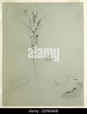 Coconut Palm, Jamaïque, Frederic Edwin Church, américain, 1826–1900, Graphite sur papier gris verdâtre, vue verticale de la partie supérieure du tronc d'un cocotier avec les parties inférieures des feuilles à gauche, et une partie de la racine à droite., Jamaïque, juin 1865, études de la nature, dessin Banque D'Images