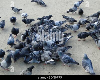 Un troupeau de pigeons qui framasse des miettes alimentaires sur le sol Banque D'Images