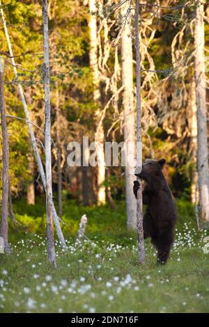 Jeune européen brown bear (Ursus arctos) étreindre un arbre en marais dans le nord-est de la Finlande à la fin de la Juin 2018. Banque D'Images