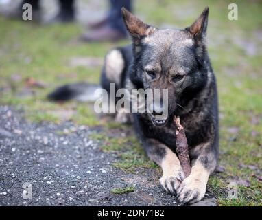 Chien de berger allemand plus âgé Banque D'Images