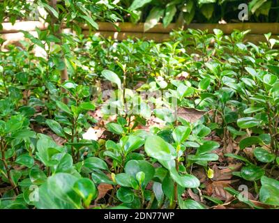 Peperomia obtusifolia, connue sous le nom de Baby Rubberplant ou Pepper face, est une plante qui vous donne de la chance et de l'argent Banque D'Images