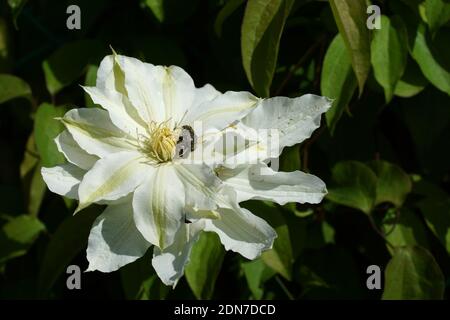 Les coléoptères naissent sur une fleur de clematis. Gros plan sur des clématis de fleurs blanches. Fleurs Clematis variétés Maria Sklodowska Curie Banque D'Images