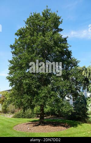 Chêne macédonien, Quercus trojana dans le jardin botanique de l'Université de Cambridge, Angleterre Royaume-Uni Banque D'Images