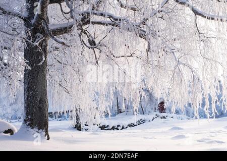 La neige et le gel couvraient le bouleau (Betula pendula) en paysage hivernal. Banque D'Images