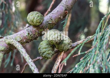 Cônes de graines femelles verts et fermés de séquoia géant, séquoia Sierra, Sequoiadendron giganteum Banque D'Images