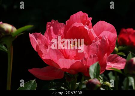 Paeonia Ellen Cowley. Semi-double, de pivoine rose fleur. Paeonia lactiflora pivoine chinoise (ou même jardin pivoine). Une fleur Banque D'Images