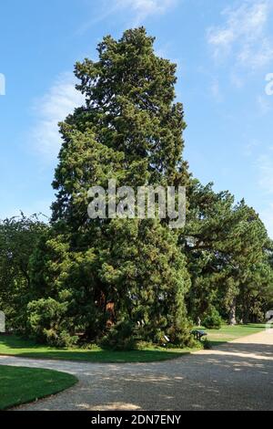 Séquoia géant (planté au milieu du XIXe siècle) dans le jardin botanique de l'Université de Cambridge, Angleterre Royaume-Uni Banque D'Images