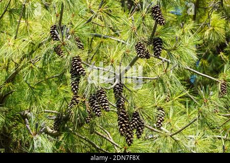 PIN de l'Himalaya, Pinus wallichiana, branche avec cônes Banque D'Images