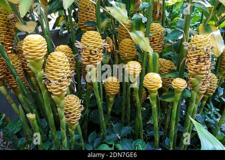 Fleurs de Beehive Ginger, Zingiber spectabile, véritable plante de gingembre Banque D'Images