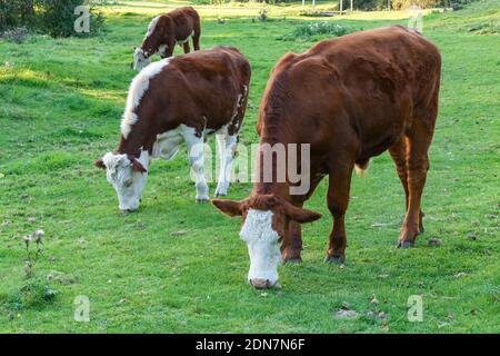 Les vaches Hereford paissent dans un pâturage à Cambridge Cambridgeshire en Angleterre Royaume-Uni Royaume-Uni Banque D'Images