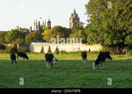 Les vaches Hereford paissent dans un pâturage à Cambridge Cambridgeshire en Angleterre Royaume-Uni Royaume-Uni Banque D'Images