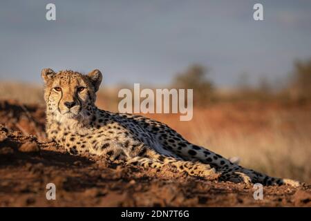 Portrait of cheetah that lies on the dusty ground, staring ahead.  Landscape orientation, Stock Photo