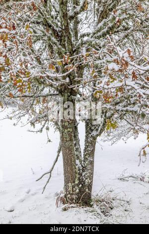 Forêt en paysage enneigé, Galice, Espagne. Banque D'Images