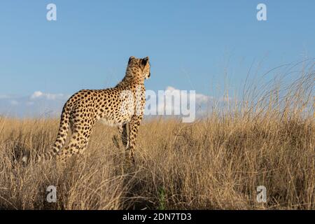 Belle guépard femelle adulte se trouve à distance d'elle Point de vue sur une plaine herbeuse d'Afrique du Sud Banque D'Images