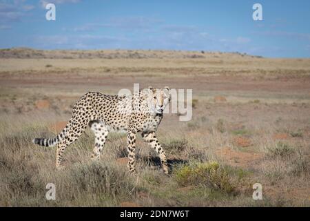 Un jeune guépard marche à travers une prairie, avec le ciel bleu en arrière-plan, perspective à angle bas Banque D'Images