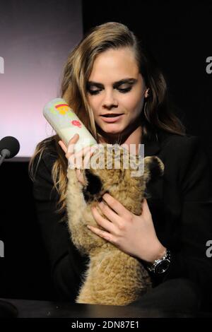 Cara Delevingne pose avec un lion cub dans ses bras lors de la conférence de presse pour annoncer qu'elle est le nouveau visage de la campagne Tag Heuer aux Beaux Arts de Paris, France, le 23 janvier 2015. Photo par ABACAPRESS.COM Banque D'Images