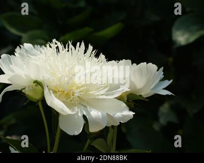 Le rêve de Paeonia Bonde. Fleur de pivoine cramoisi japonaise. Paeonia lactiflora (pivoine chinoise ou pivoine de jardin commune) Banque D'Images