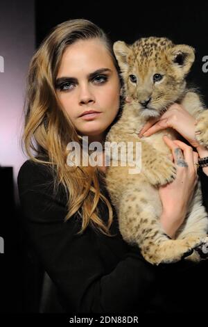 Cara Delevingne pose avec un lion cub dans ses bras lors de la conférence de presse pour annoncer qu'elle est le nouveau visage de la campagne Tag Heuer aux Beaux Arts de Paris, France, le 23 janvier 2015. Photo par ABACAPRESS.COM Banque D'Images