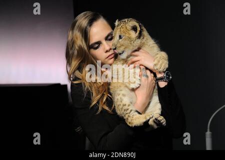 Cara Delevingne pose avec un lion cub dans ses bras lors de la conférence de presse pour annoncer qu'elle est le nouveau visage de la campagne Tag Heuer aux Beaux Arts de Paris, France, le 23 janvier 2015. Photo par ABACAPRESS.COM Banque D'Images