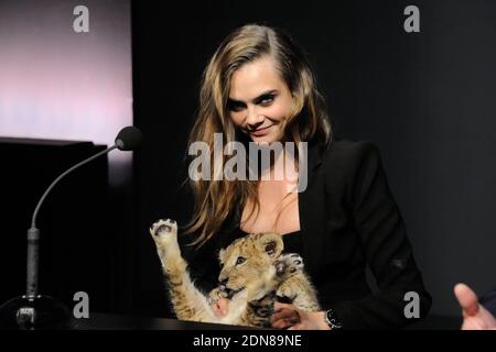 Cara Delevingne pose avec un lion cub dans ses bras lors de la conférence de presse pour annoncer qu'elle est le nouveau visage de la campagne Tag Heuer aux Beaux Arts de Paris, France, le 23 janvier 2015. Photo par ABACAPRESS.COM Banque D'Images