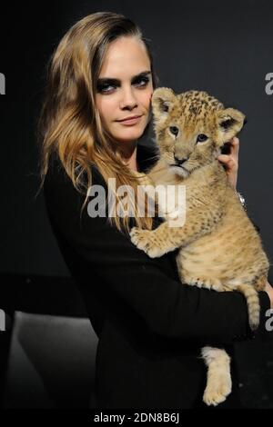 Cara Delevingne pose avec un lion cub dans ses bras lors de la conférence de presse pour annoncer qu'elle est le nouveau visage de la campagne Tag Heuer aux Beaux Arts de Paris, France, le 23 janvier 2015. Photo par ABACAPRESS.COM Banque D'Images