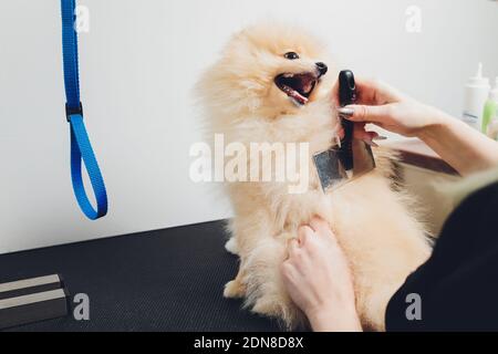 Main faisant toilettage, coupe de cheveux, peignant la laine de beau heureux Pomeranian Spitz chien. Petit chiot moelleux, soin des cheveux d'animaux, procédure de coupe. Cheveux VET Banque D'Images