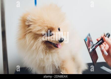 Main faisant toilettage, coupe de cheveux, peignant la laine de beau heureux Pomeranian Spitz chien. Petit chiot moelleux, soin des cheveux d'animaux, procédure de coupe. Cheveux VET Banque D'Images