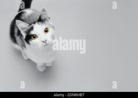 Cute little kitten with Illuminating Yellow eyes sits on Ultimate Gray background. Creative design demonstrating colors of the year 2021 Stock Photo