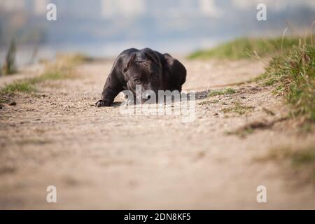 Triste chien noir rock American Staffordshire terrier se trouve sur le sable piste Banque D'Images