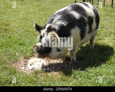 New Zealand Kunekune Pig Banque D'Images